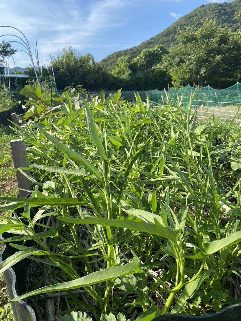 自分のやりたい得意分野で仕事を作って、多くを稼げなくとも田舎の農的な暮らしで腹一杯に食えて豊かになる人が、これから増えると思うのアイキャッチ画像