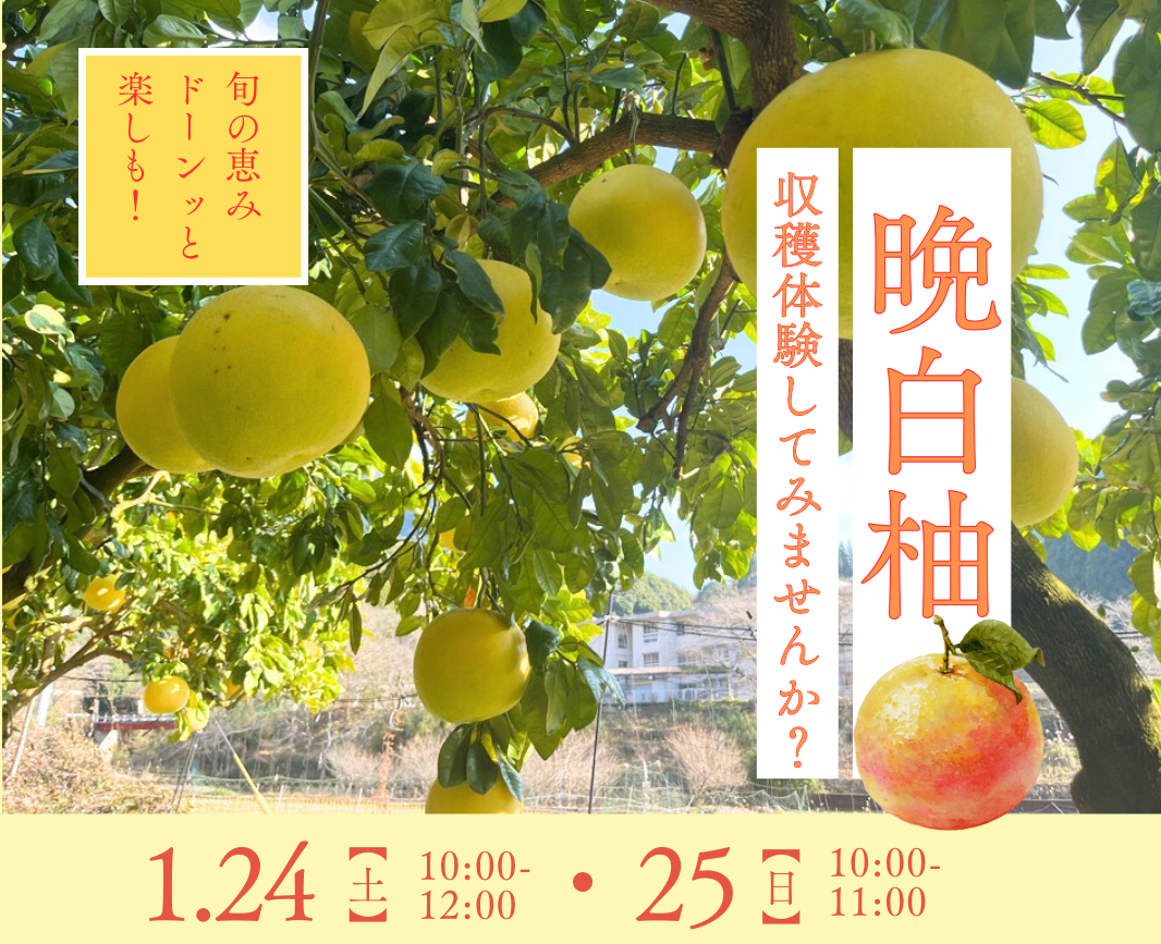 晩白柚収穫体験＆いちご狩りが開催されますのアイキャッチ画像