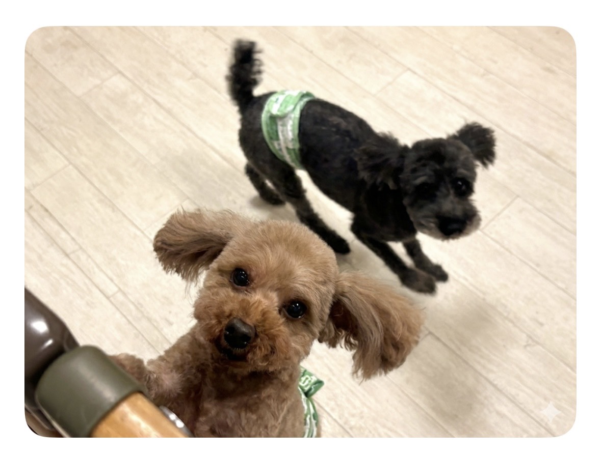 🎍あけましておめでとうございます！お正月のお泊まり、みんな笑顔で過ごしてくれました🐶🏠✨のアイキャッチ画像