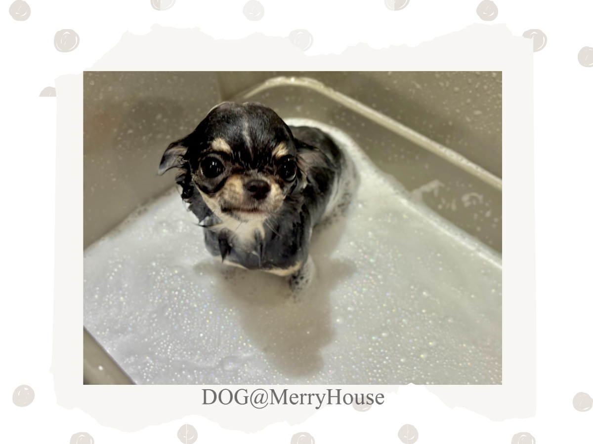 はじめてのご来店！ちっちゃなチワワちゃんがシャンプーに来てくれました✨のアイキャッチ画像