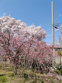 img20250404142004