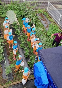 うめ収穫