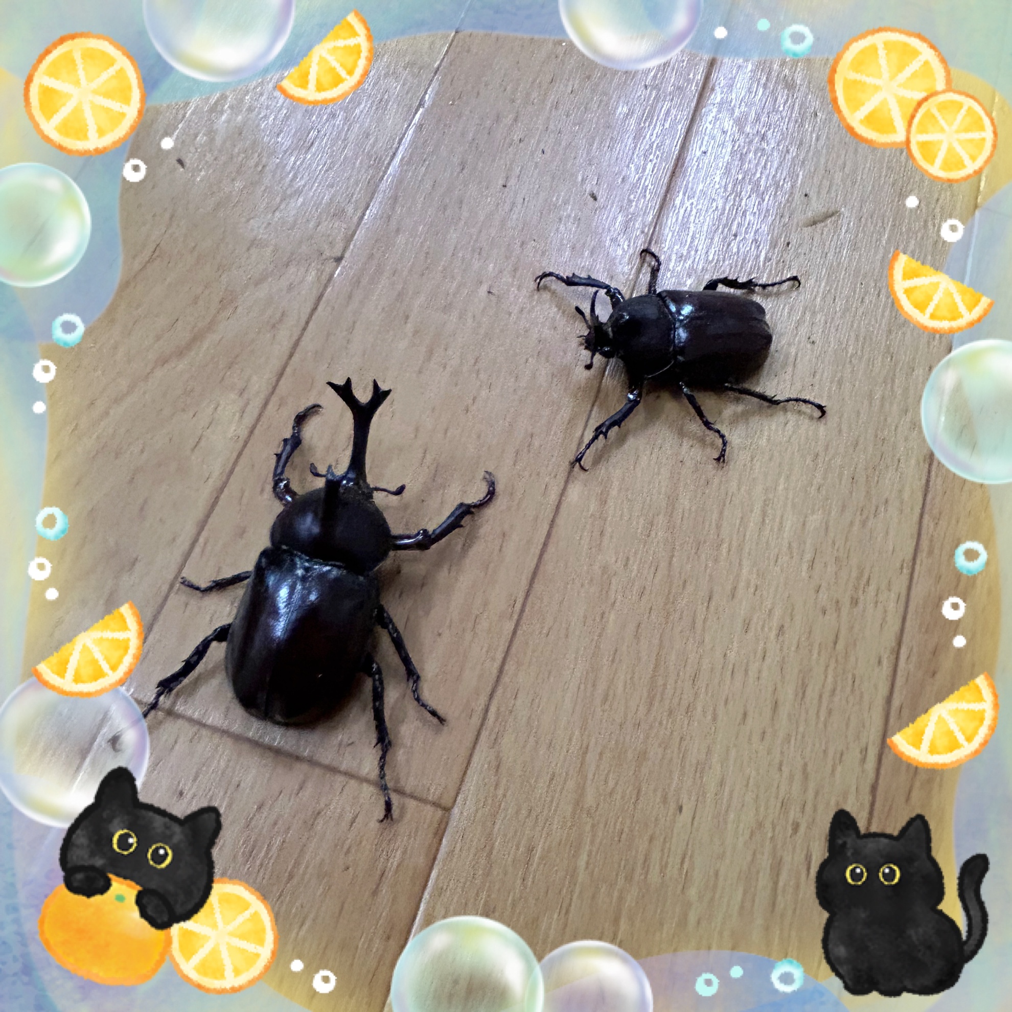 7月19日(土) 新しい仲間のアイキャッチ画像
