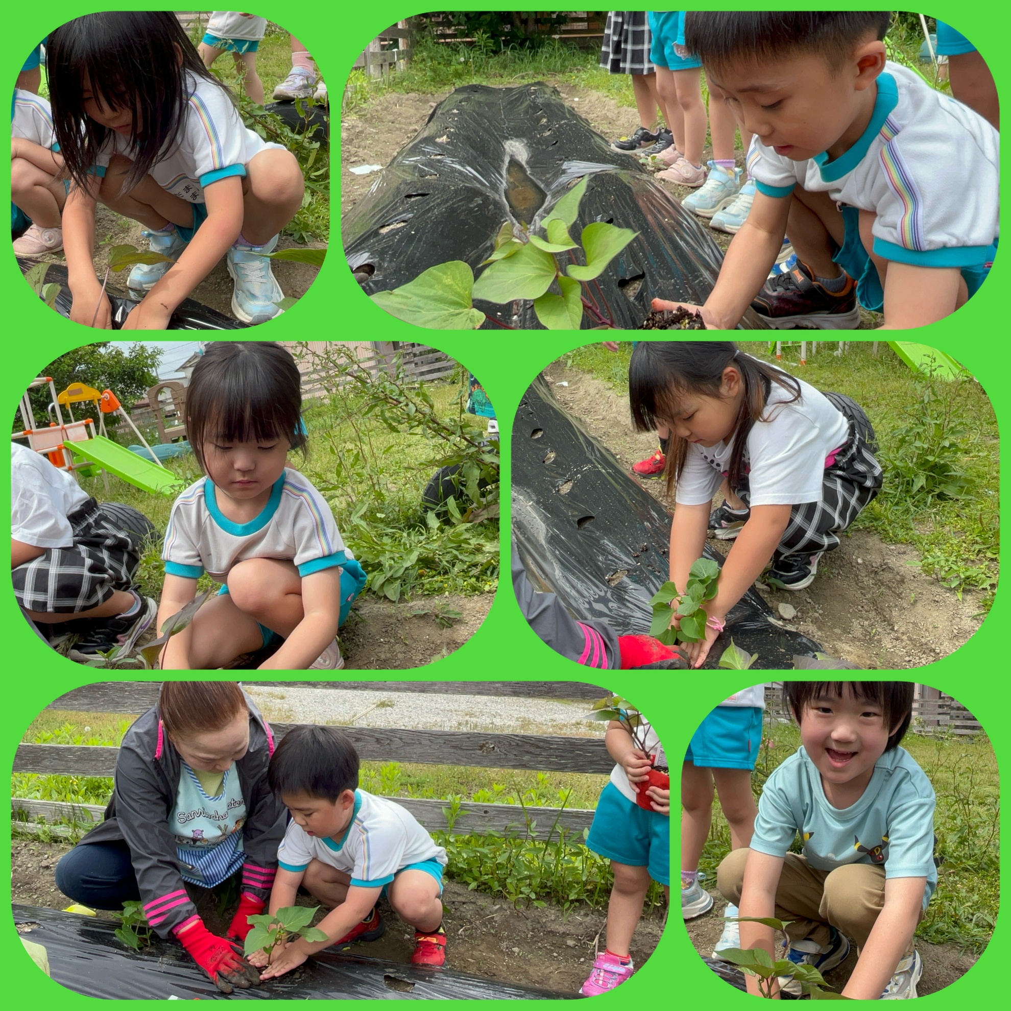 5月16日（金） 苗植えのアイキャッチ画像