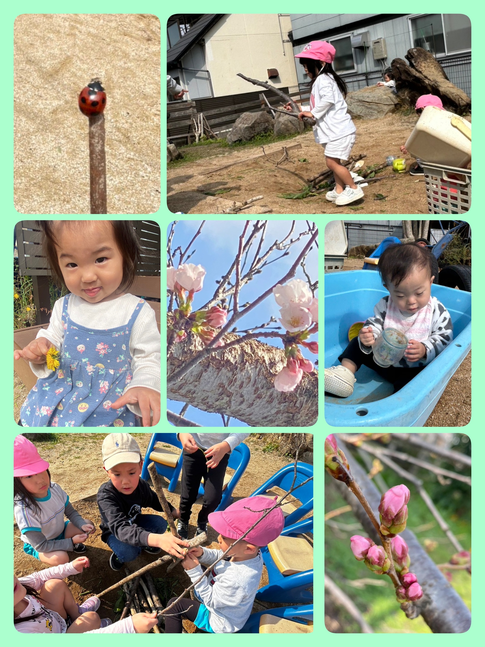 3月１9日(木)さくらが開花しました(⁠◕⁠ᴗ⁠◕⁠✿⁠)のアイキャッチ画像