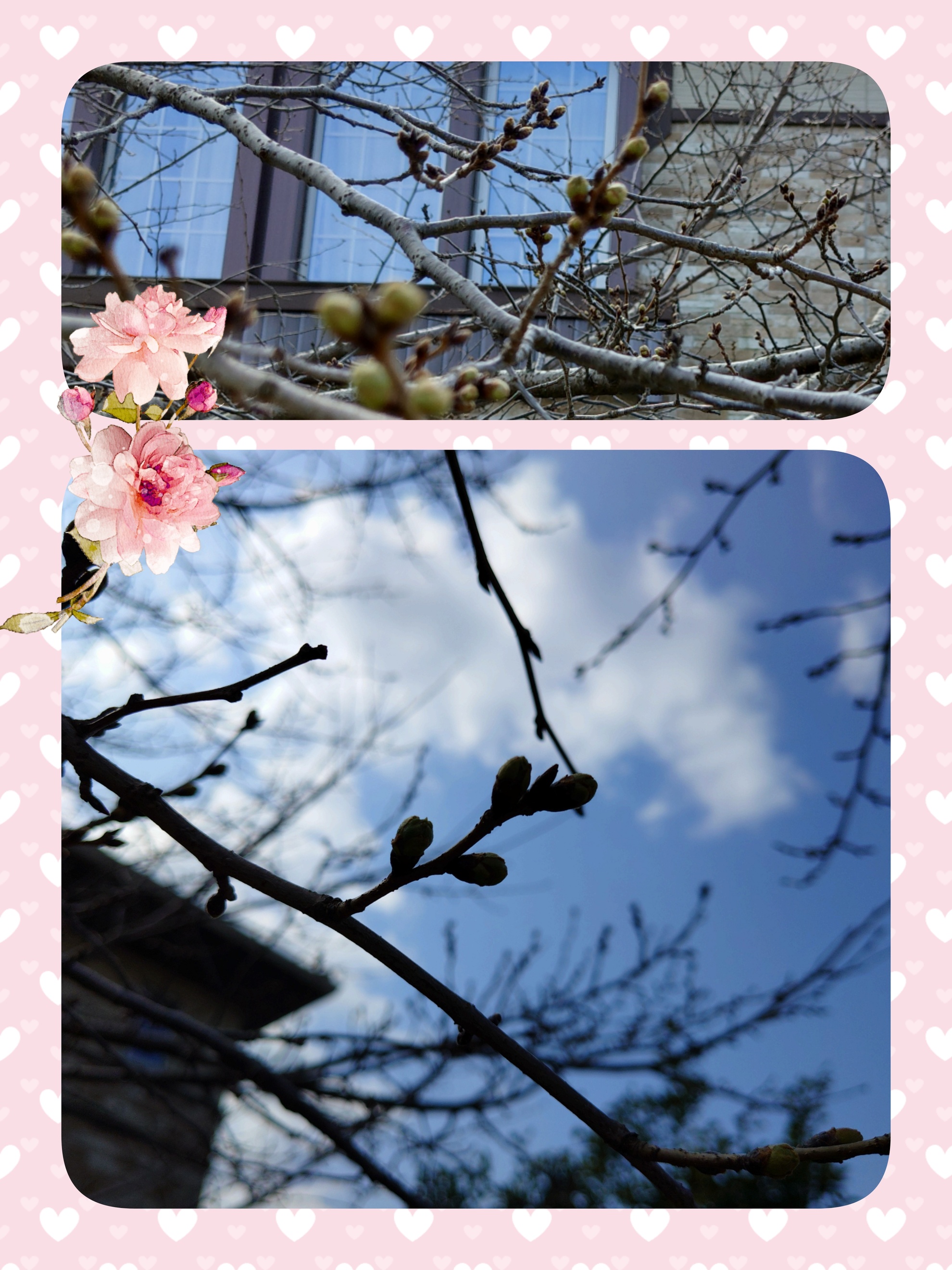 3月12日(木)春見~つけた (⁠✿⁠^⁠‿⁠^⁠)のアイキャッチ画像