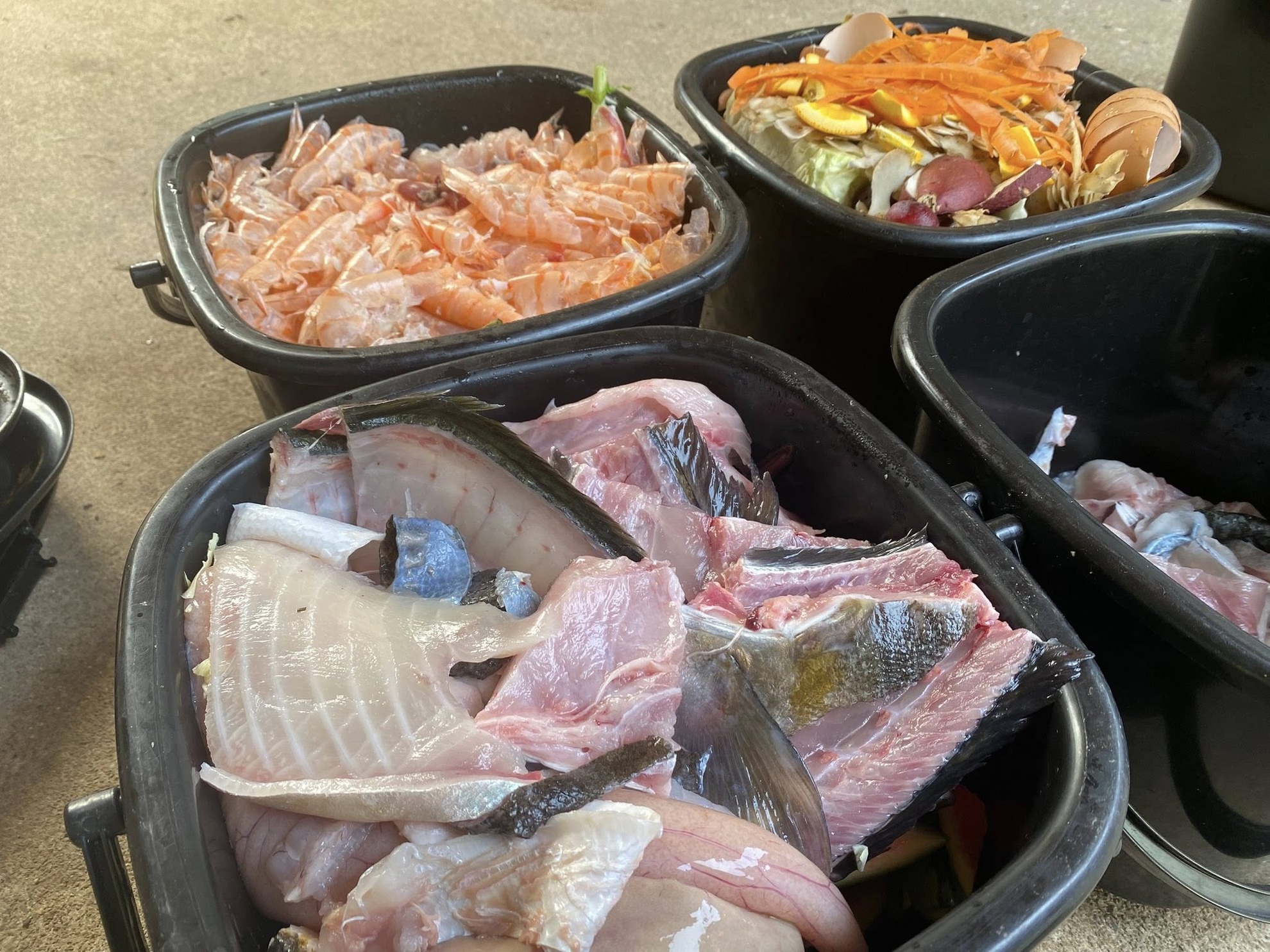 鶏のエサ