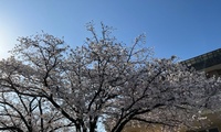 sakura-800x480