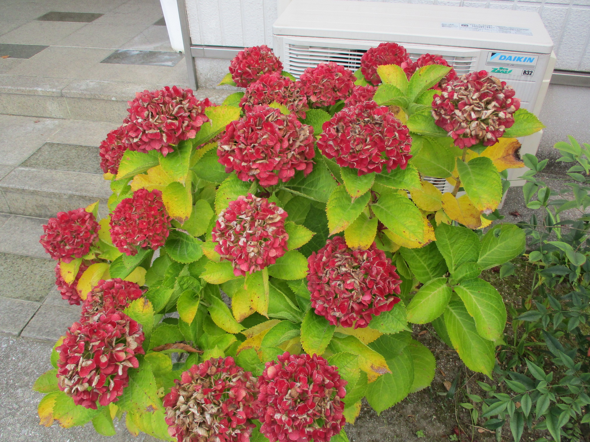 すっかり秋ですね。園の木々も紅葉しています。探してみてくださいね。のアイキャッチ画像