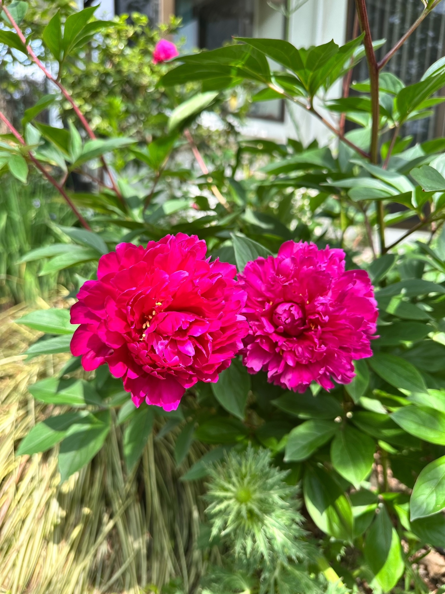 s__10379271_0