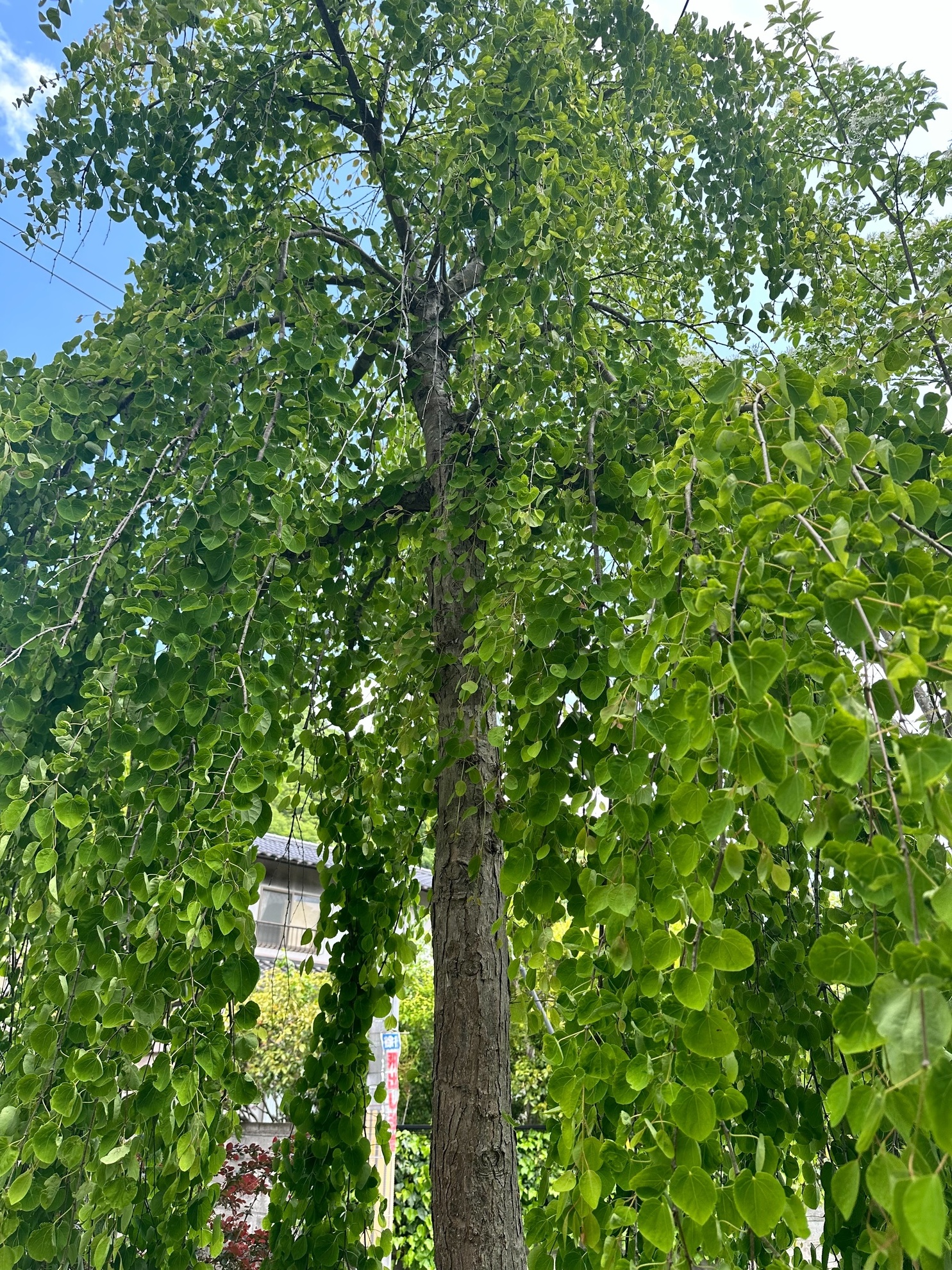 s__10379278_0